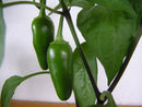 Pepper (Hot) - Chef Jeff 'Jalapeno' Hot Pepper
