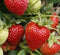 Strawberry - 'Jewel' June Bearing