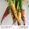Carrot - 'Calliope Blend' Seeds
