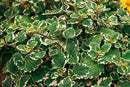 Plectranthus Swedish Ivy
