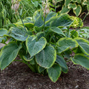 Hosta - 'Wu-La-La' SHADOWLAND®