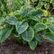 Hosta - 'Wu-La-La' SHADOWLAND®