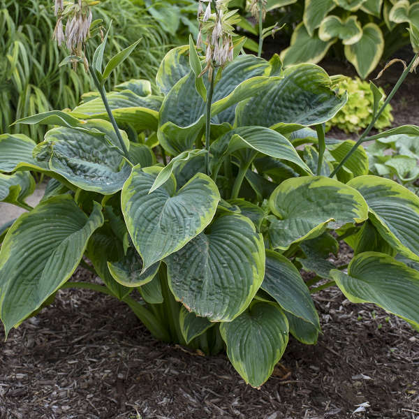 Hosta - 'Wu-La-La' SHADOWLAND®