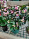 Azalea Indoor Plant - Assorted Colors
