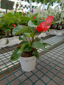 Begonia - 'Dragon Wing Series'