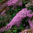 Buddleia - 'Cascade Pink' Butterfly Bush
