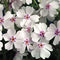 Phlox - subulata 'Amazing Grace' Creeping Moss Phlox