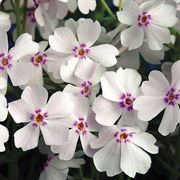 Phlox - subulata 'Amazing Grace' Creeping Moss Phlox