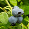 Vaccinium - 'Jersey' Highbush Blueberry