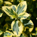 Euonymus - 'Gold Splash' Wintercreeper
