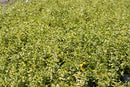 Euonymus - 'Gold Splash' Wintercreeper