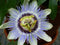 Passiflora Caerulea - Passion Flower Assorted Colors