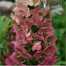 Hydrangea - 'Jet Stream' Oakleaf Hydrangea
