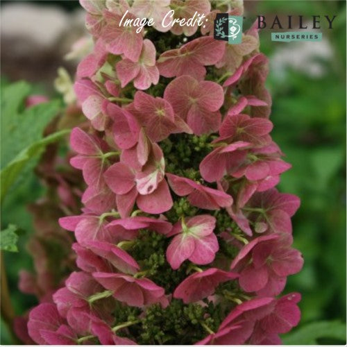 Hydrangea - 'Jet Stream' Oakleaf Hydrangea