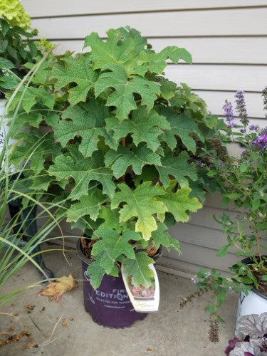 Hydrangea - 'Jet Stream' Oakleaf Hydrangea
