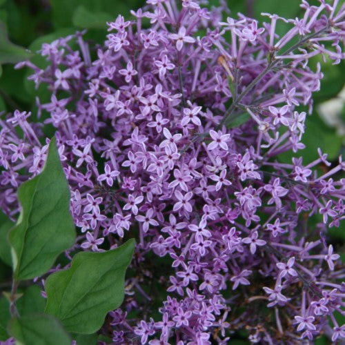 Syringa - 'Bloomerang® Dark Purple' Dwarf Lilac