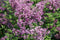 Syringa - 'Bloomerang® Dark Purple' Dwarf Lilac