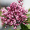 Syringa - 'Bloomerang® Dwarf Purple' Lilac