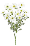 Cosmos Silk Bush