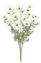 Cosmos Silk Bush