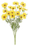 Cosmos Silk Bush