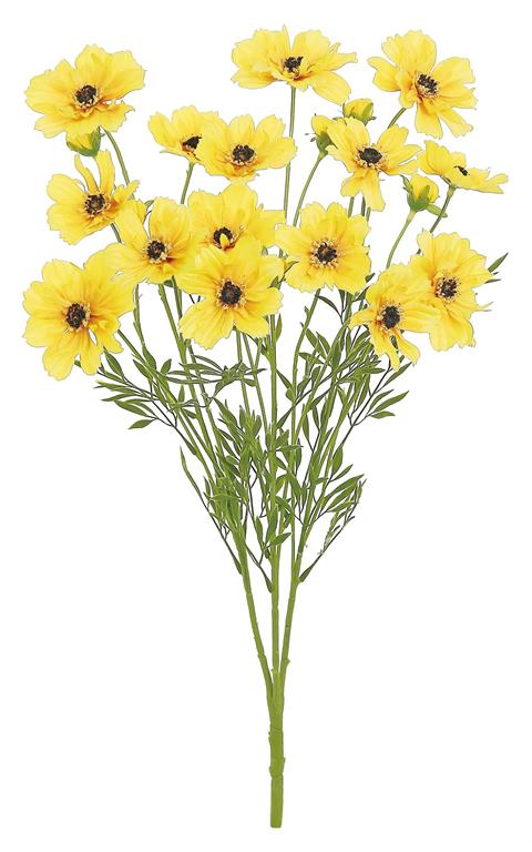 Cosmos Silk Bush