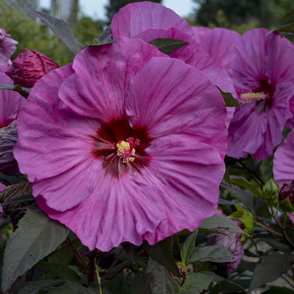 Hibiscus Perennial - ‘Berry Awesome' Summerific® Rose Mallow