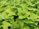 Ipomoea - 'Margarita' Potato Vine