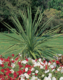 Spike Dracaena indivisa