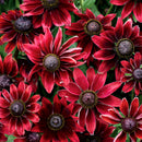 Rudbeckia - 'Cherry Brandy' Black Eyed Susan