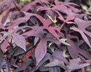 Ipomoea - 'Blackie' Potato Vine