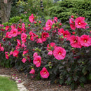 Hibiscus Perennial - 'Evening Rose' Summerific® Rose Mallow