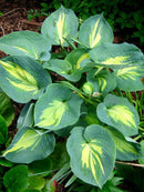 Hosta - 'Dream Queen'