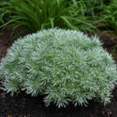 Artemisia - 'Silver Mound' Wormwood/Mugwort