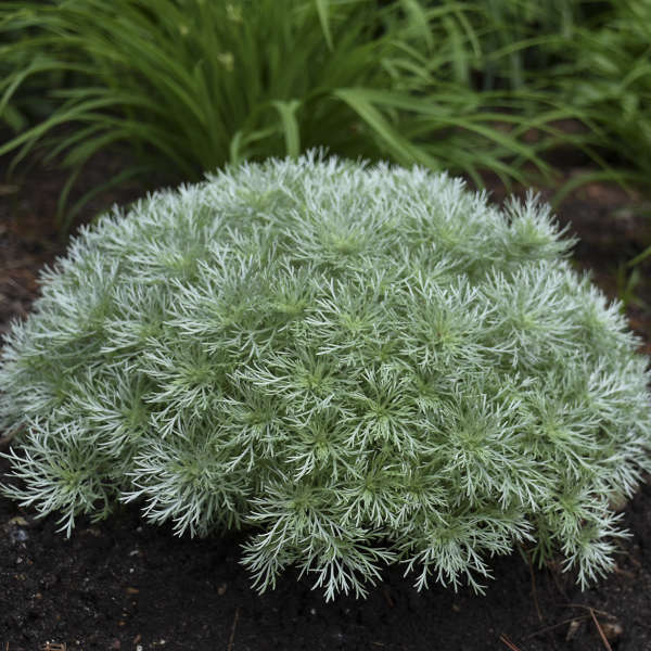 Artemisia - 'Silver Mound' Wormwood/Mugwort