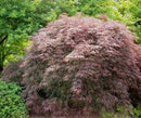 Acer - 'Garnet' Japanese Maple