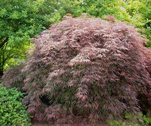 Acer - 'Garnet' Japanese Maple