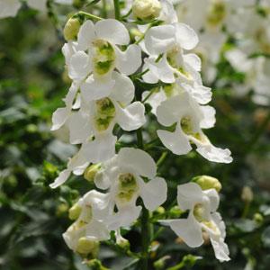 Angelonia - 'Garden Envy' Assorted Varieties