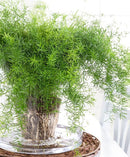 Asparagus Fern Sprengeri