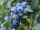 Vaccinium - 'Blueray' Highbush Blueberry