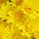 Dendranthema/Chrysanthemum - ‘Brilliant Igloo' Igloo Garden Mum