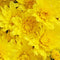 Dendranthema/Chrysanthemum - ‘Brilliant Igloo' Igloo Garden Mum