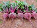 Beet - 'Detroit Dark Red' Seeds