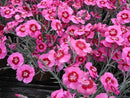 Dianthus - ‘Peppermint Star' Pinks