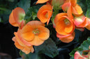 Begonia - 'Rieger' Assorted Colors