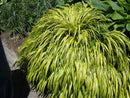 Hakonechloa - 'Aureola' Hakone Grass