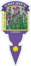 Chives - Allium schoenoprasum