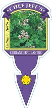 Cilantro-Coriander Herb Plant