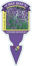 Lavandula - 'Munstead' English Lavender