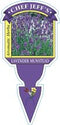 Lavandula - 'Munstead' English Lavender